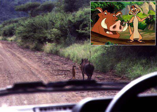 timon-pumba.jpg